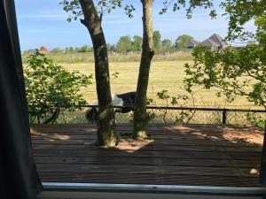 un perro tirado en un porche mirando un campo en Het oude strandhuis, en Uitgeest