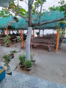 um grupo de bancos e uma árvore com plantas em Rendezvous Beach Resort - Cabongaoan em Tambobong