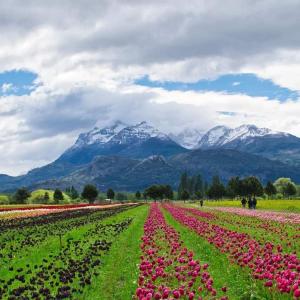 a field of flowers with mountains in the background at Calendulas del Cabo in Trevelin