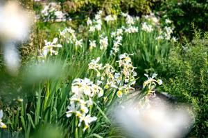 a bunch of white flowers in a garden at Cossington Park House in Cossington