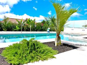 palma siedząca obok basenu w obiekcie Tajuya Suite w mieście Los Llanos de Aridane