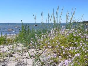 a field of purple flowers on a sandy beach at Tiny Cozy House in Pärispea