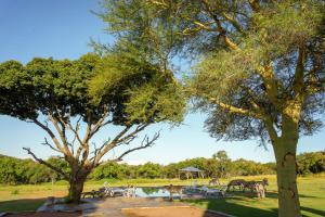 a group of animals standing around a pond in a park at Zebras Crossing in Modimolle