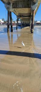 a white bird walking on the beach under a pier at Casa Mongagua in Mongaguá