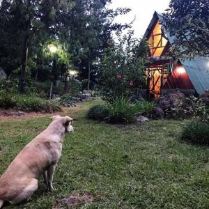 un cane seduto sull'erba di fronte a una casa di The lookout Hideaway cabin a Baños