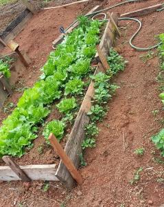 a row of lettuce plants in a garden at Pousada Recanto das Hortênsias in Cunha