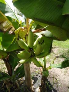 a bunch of green bananas on a banana tree at Carl and Veronica Guest House in Sanyang