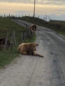 Dýr í heimagistingunni eða í nágrenninu
