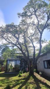 un árbol en un patio al lado de una casa en El Ceibo habitacion en suite en Salta
