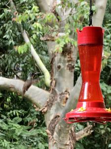 un alimentador rojo con un pájaro en un árbol en Eco Suites Uxlabil Guatemala en Guatemala