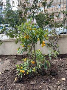 a small orange tree in front of a building at NEW Citrus Garden Home Duplex in Mudanya