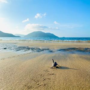 a bird standing on a beach near the ocean at Six Senses Con Dao - Turtle Island Paradise in Con Dao