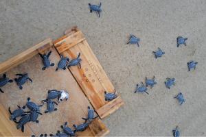 an overhead view of a group of birds on the floor at Six Senses Con Dao - Turtle Island Paradise in Con Dao