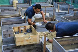 two men are working in wooden boxes with birds in them at Six Senses Con Dao - Turtle Island Paradise in Con Dao