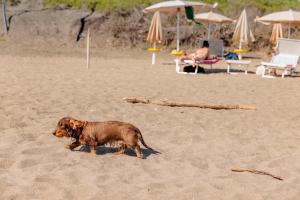 ein brauner Hund, der an einem Sandstrand spazieren geht in der Unterkunft Gitavillage Club degli Amici in Pescia Romana + 37 Fotos