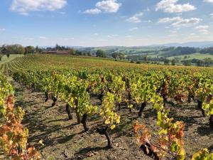 a row of green vines in a field at Petite maison dans le beaujolais in Les Olmes