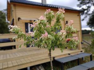 Vonkajšia záhrada v ubytovaní Domek Na Winklu