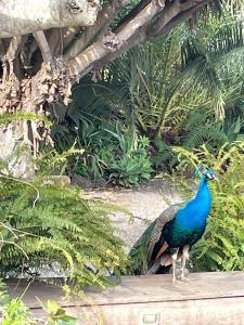 un pavo real parado en una cornisa en un jardín en Casas La Principal en San Pedro