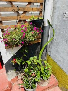 um grupo de plantas em uma parede com um ramo de flores em Hostel das Flores em Belém