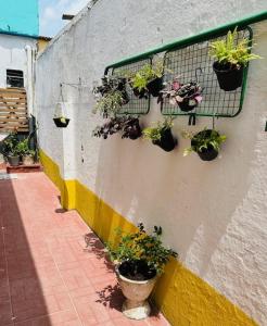 uma parede com um monte de vasos de plantas sobre ele em Hostel das Flores em Belém