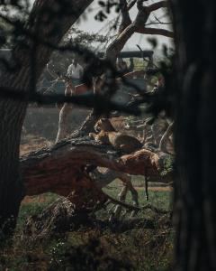 a man standing in a tree with a bird on a branch at Wild Trails Yala by Suri in Yala