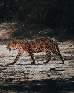 a leopard walking on a dirt road at Wild Trails Yala by Suri in Yala