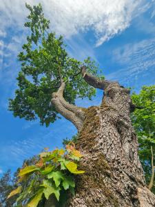 Foto dalla galleria di Dom Pod Klonem na Kaszubach a Kościerzyna