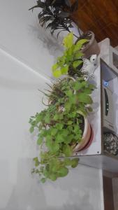 乌德尔格希MOHAN GANGA VIEW HOMESTAY的相册照片