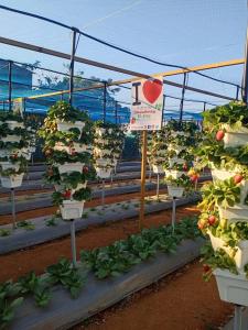 Gallery image of D-LITE COTTAGE in Mahabaleshwar