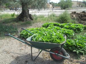 Сад в Agriturismo Donna Beatrice