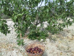 Сад в Agriturismo Donna Beatrice