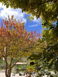 un arbre avec des feuilles rouges et jaunes dessus dans l'établissement La Fucinaia Pet Friendly B&B, à Campiglia Marittima