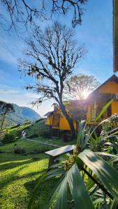 a yellow house with a tree in a field at Pousada Bugio da Serra in Novo Horizonte