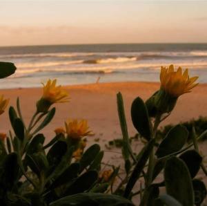 un grupo de flores amarillas frente a una playa en Pousada Villa Morena en Florianópolis