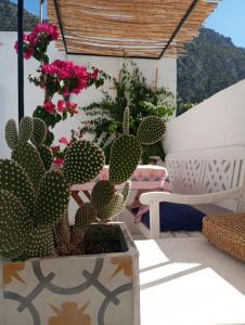 een cactus in een pot zittend op een patio bij Dar SBAA in Chefchaouene