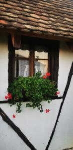 a window with red flowers in a window box at Etno domaćinstvo Miris Bosiljka in Mislođin