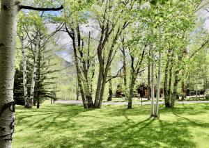 a group of trees in a field of grass at Aspen West End Sanctuary 4878 sf. in Aspen