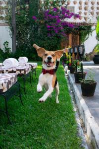 a dog jumping in the grass near some tables at Hotel Boutique La Mansión Guadalajara in Guadalajara