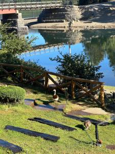 a pond with a wooden fence and ducks in the grass at Costa Bonita Cabañas in Villa Pehuenia