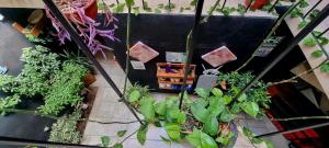 an overhead view of a bunch of plants at MINI HOTEL San Luis Potosí in San Luis Potosí