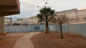 duas palmeiras em frente a uma cerca em Céntrico y amoblado en Arica em Arica