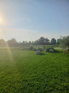 a field with some animals laying in the grass at La Boheme in Villanova dʼAsti