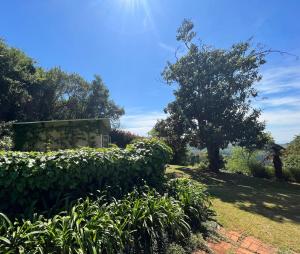 a garden with a hedge and a tree at Cachai Cottage in Hilton