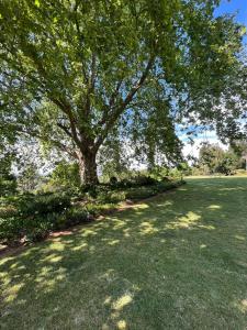 a tree in the middle of a grass field at Cachai Cottage in Hilton