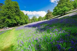 a field of purple flowers on a hill with trees at The Wyche Inn in Great Malvern