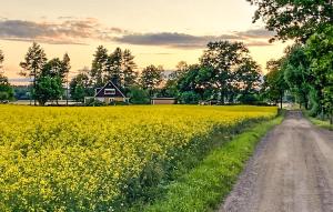 un chemin de terre traversant un champ de fleurs jaunes dans l'établissement Gorgeous Home In Tjllmo With Kitchen, à Tjällmo
