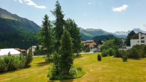 a tree in a field with mountains in the background at Modernes Alpenstudio mit Bergblick, Pool und Sauna in St. Moritz