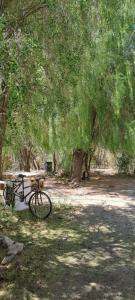 una mesa de picnic bajo un árbol en un parque en CAMPING GANIMEDES en Paiguano