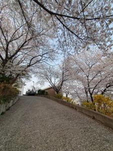 a tree lined road with cherry blossoms on it at Heukseok Town House in Seoul
