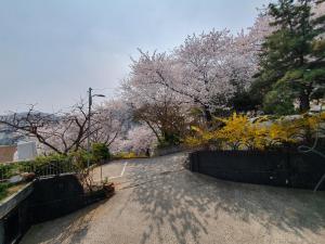 a road withakuraakura trees on the side of a street at Heukseok Town House in Seoul